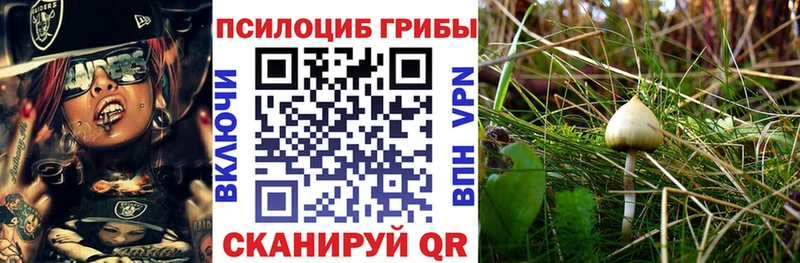 Псилоцибиновые грибы мицелий  даркнет сайт  Михайловка 